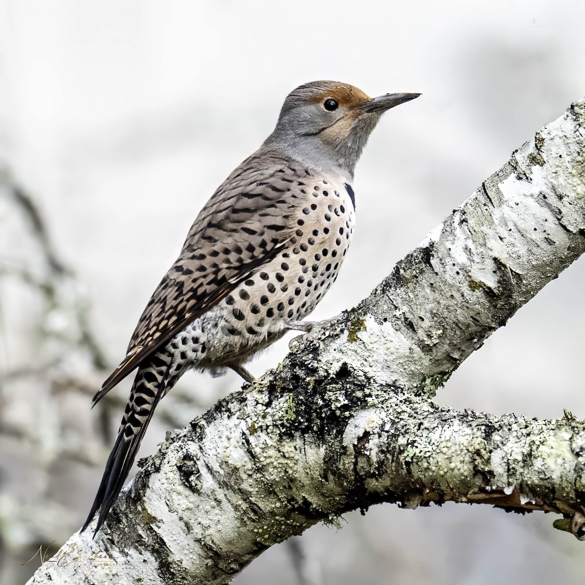 Pic flamboyant - ML645606861