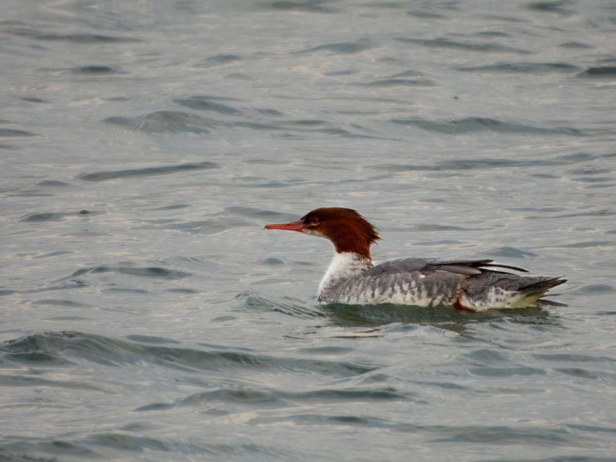 Grand Harle - ML645606866