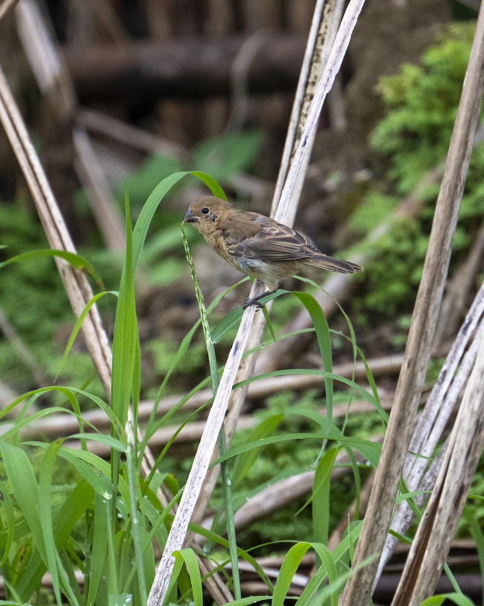 Sporophile petit-louis - ML645606867