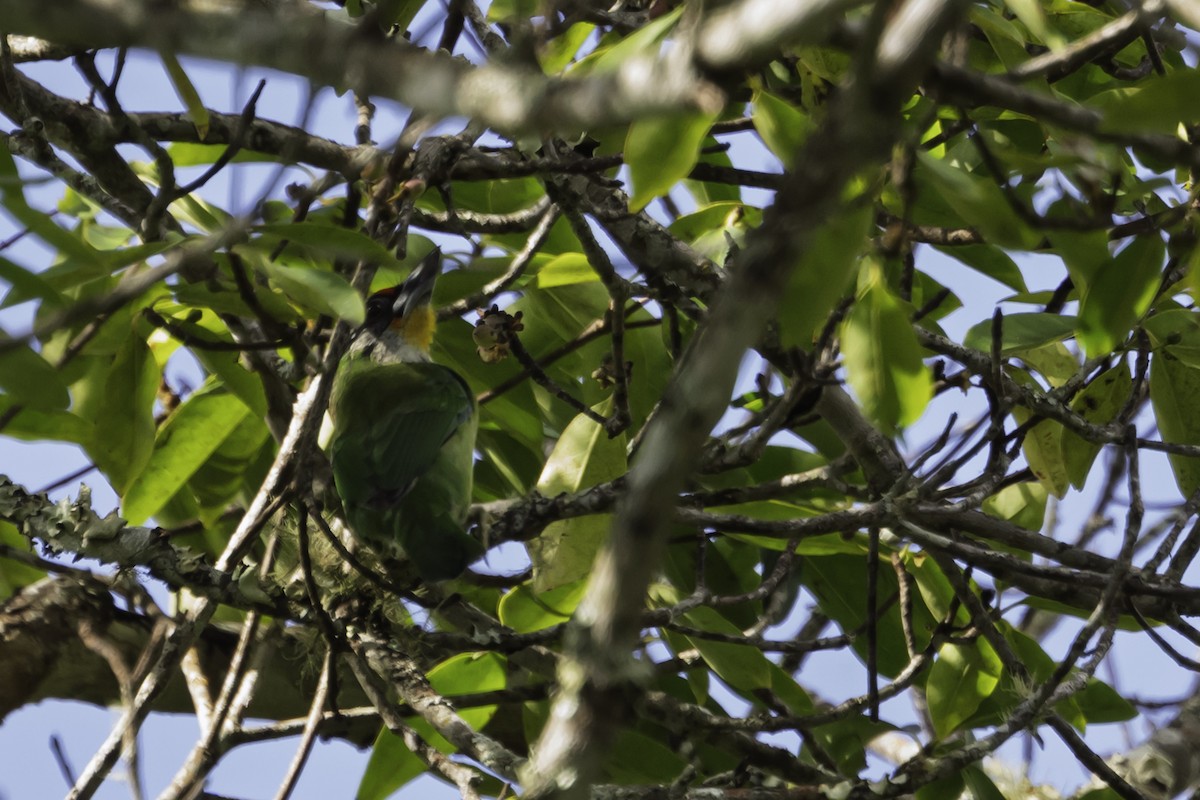 Barbu de Franklin - ML645606868