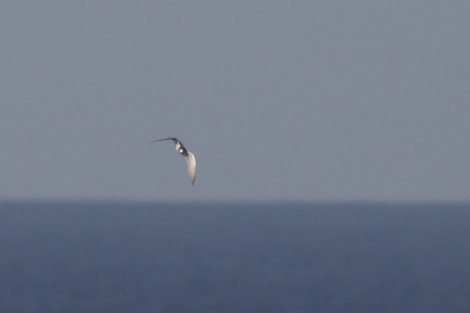 Petite Sterne - ML645606869