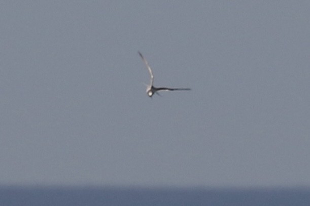 Petite Sterne - ML645606870