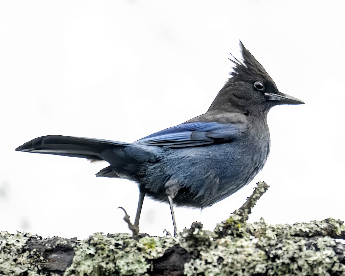 Geai de Steller - ML645606871