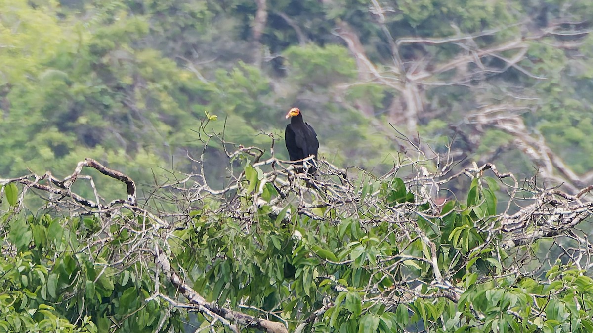 Grand Urubu - ML645606873