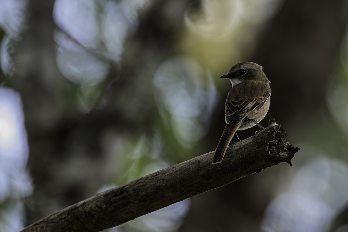 Tarier gris - ML645606876