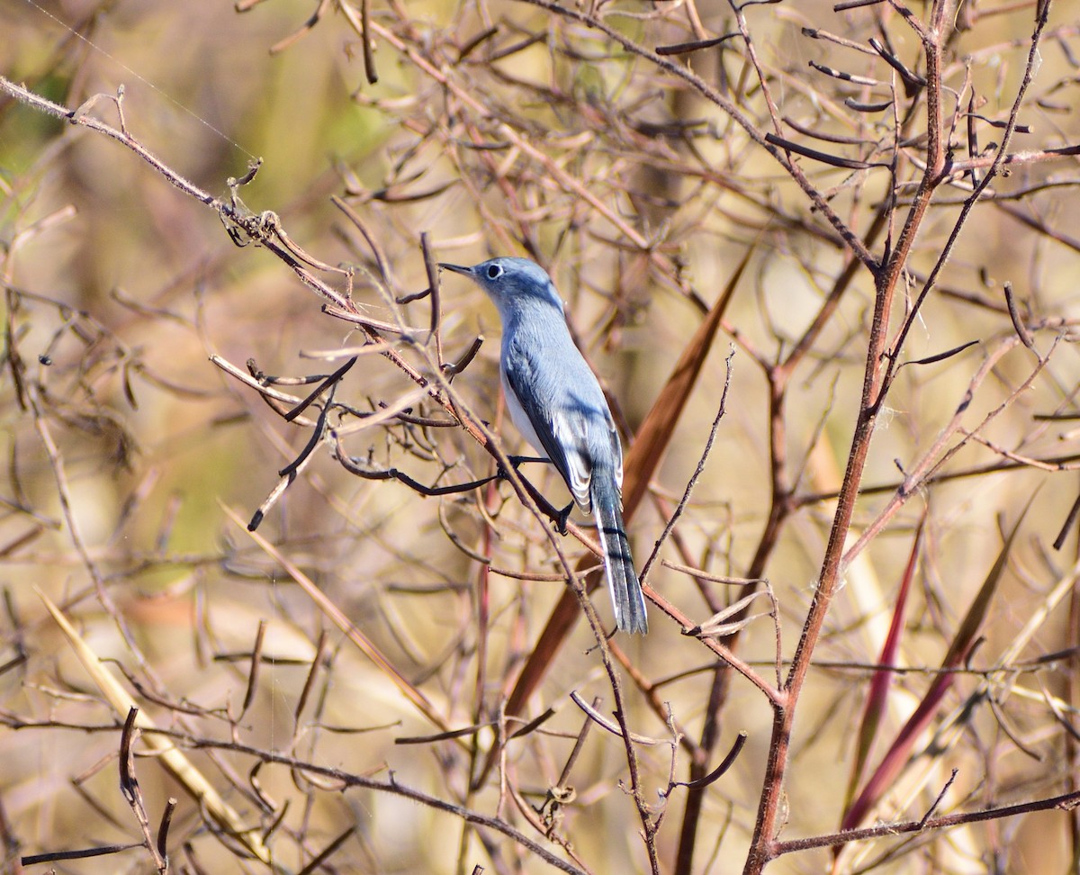 Gobemoucheron gris-bleu - ML645606880