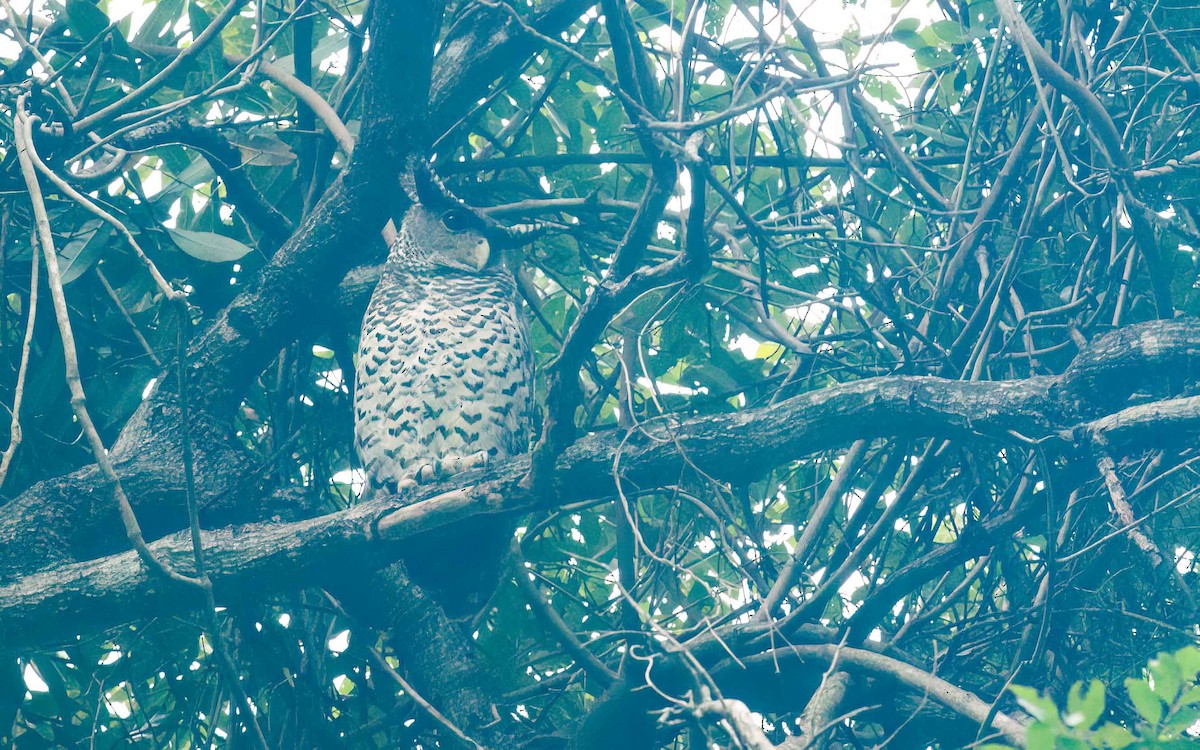 Grand-duc du Népal - ML645606883