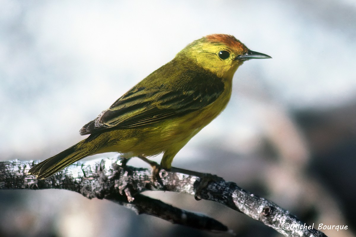 Mangrove Yellow Warbler (Galapagos) - ML645606891