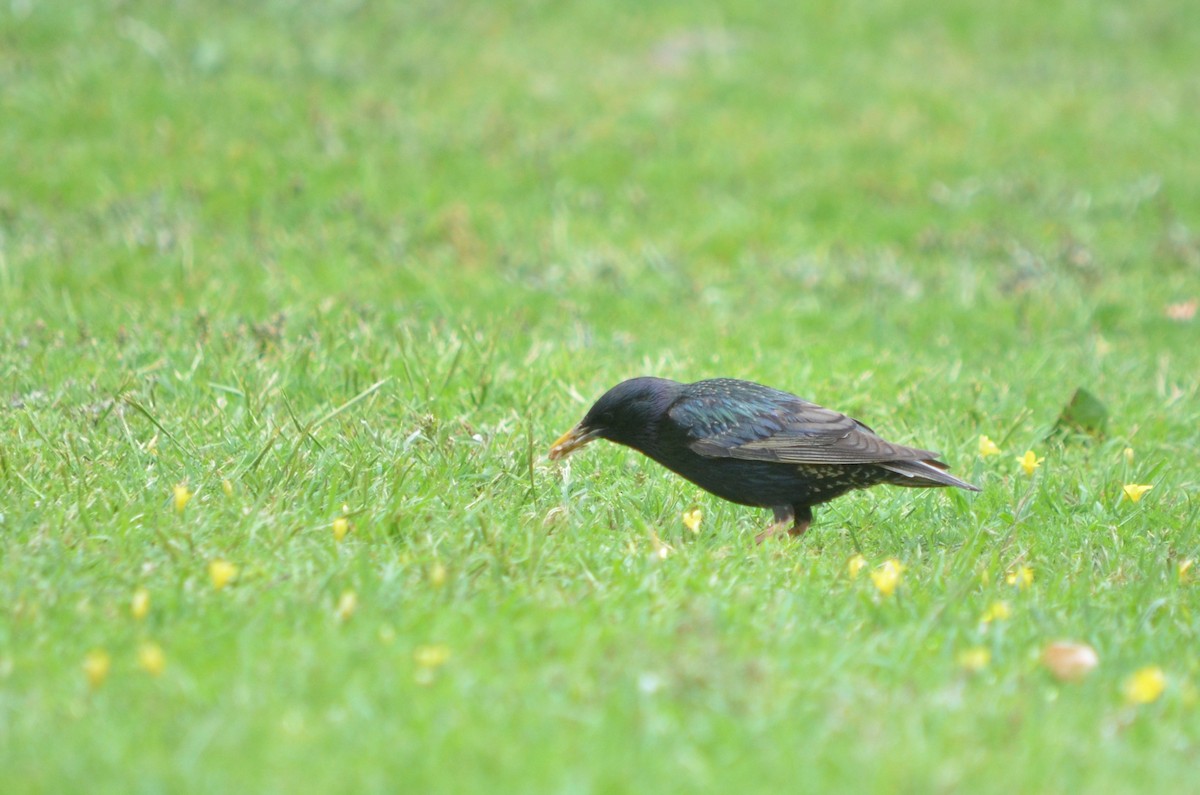 European Starling - ML645606895
