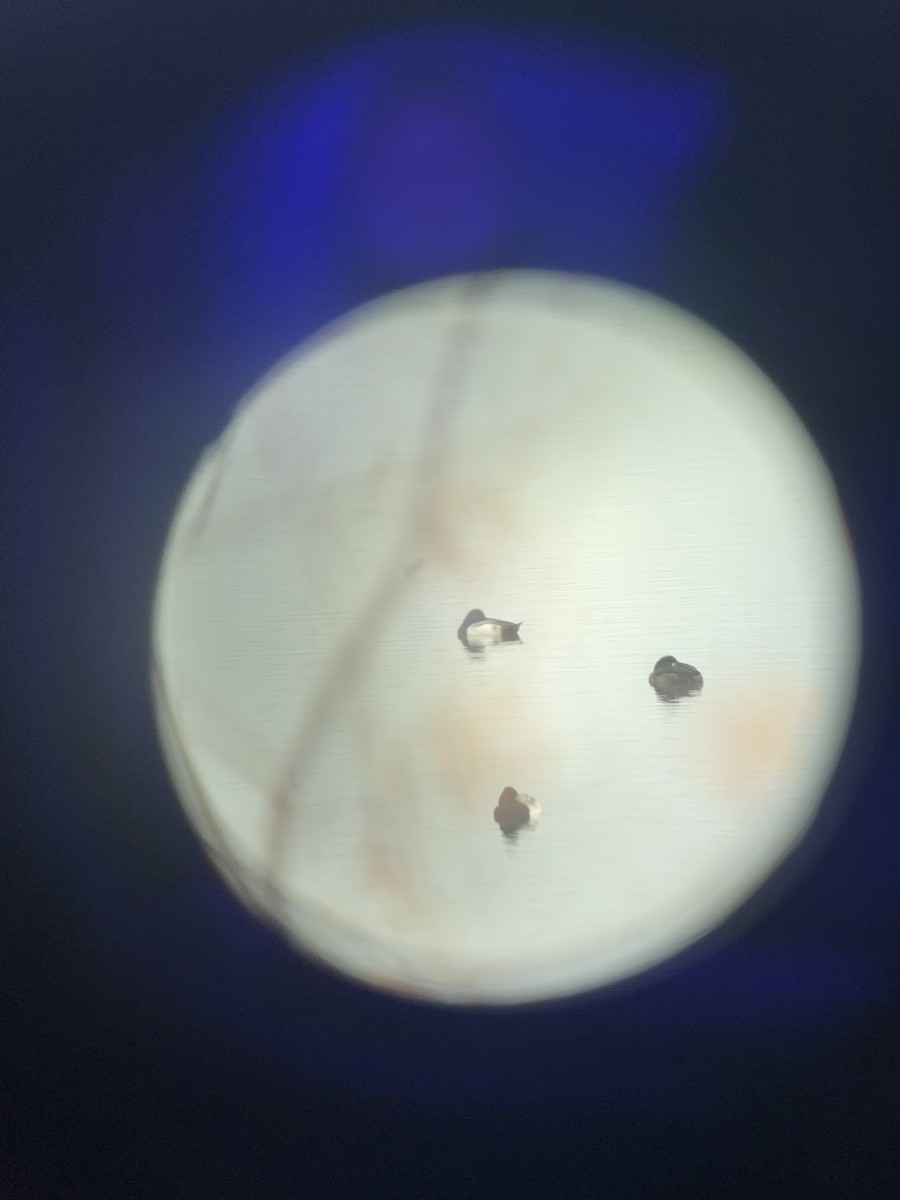 スズガモ - ML645606897