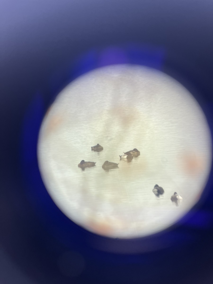 スズガモ - ML645606899