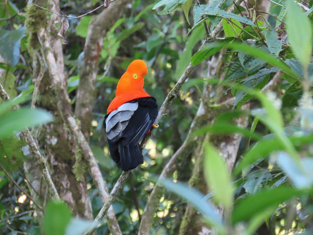 アンデスイワドリ - ML645606900