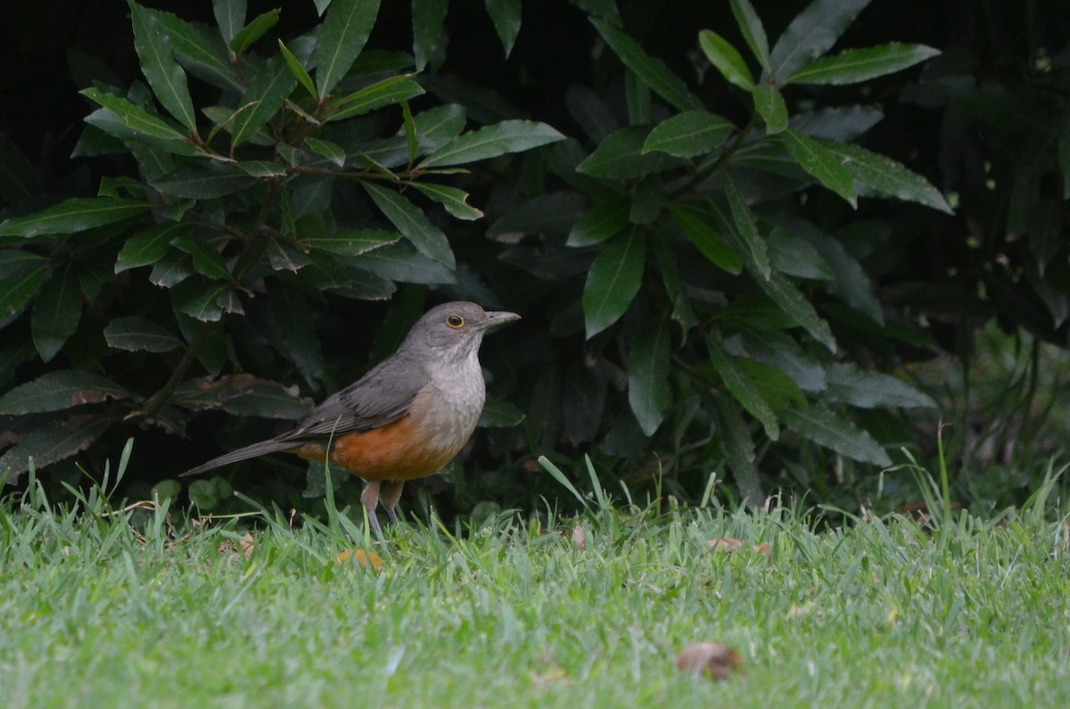 ナンベイコマツグミ - ML645606901