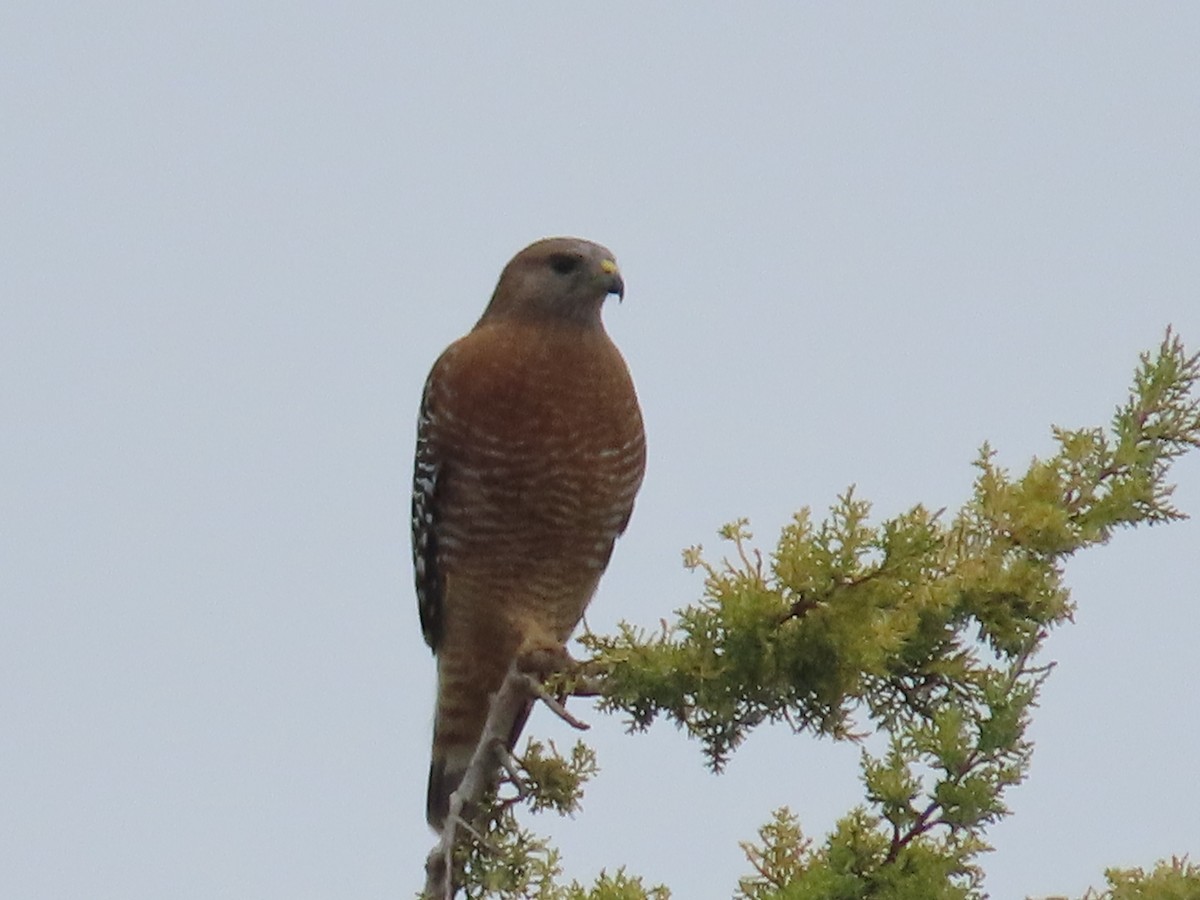 カタアカノスリ - ML645606907