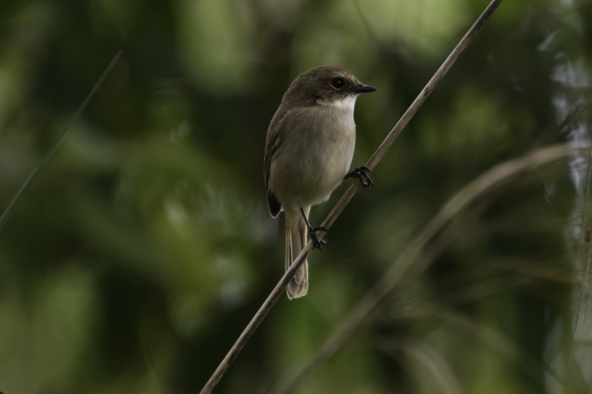 ヤマザキヒタキ - ML645606908