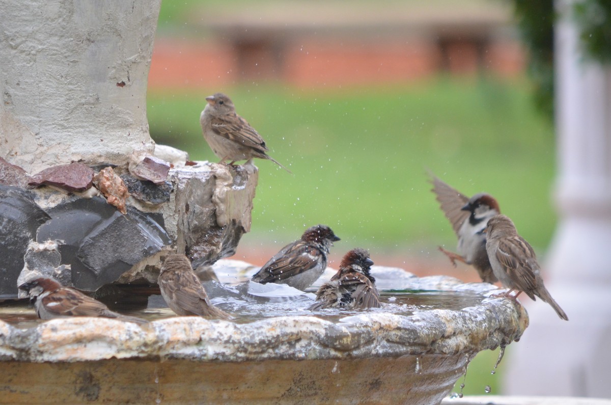 イエスズメ - ML645606909