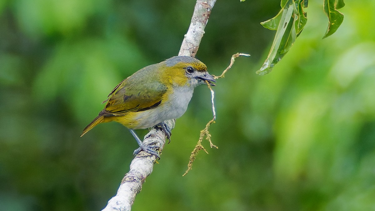 シロアゴフウキンチョウ - ML645606910