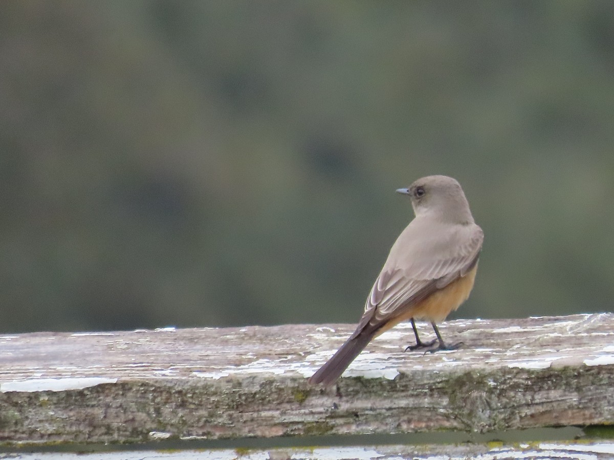 チャイロツキヒメハエトリ - ML645606911