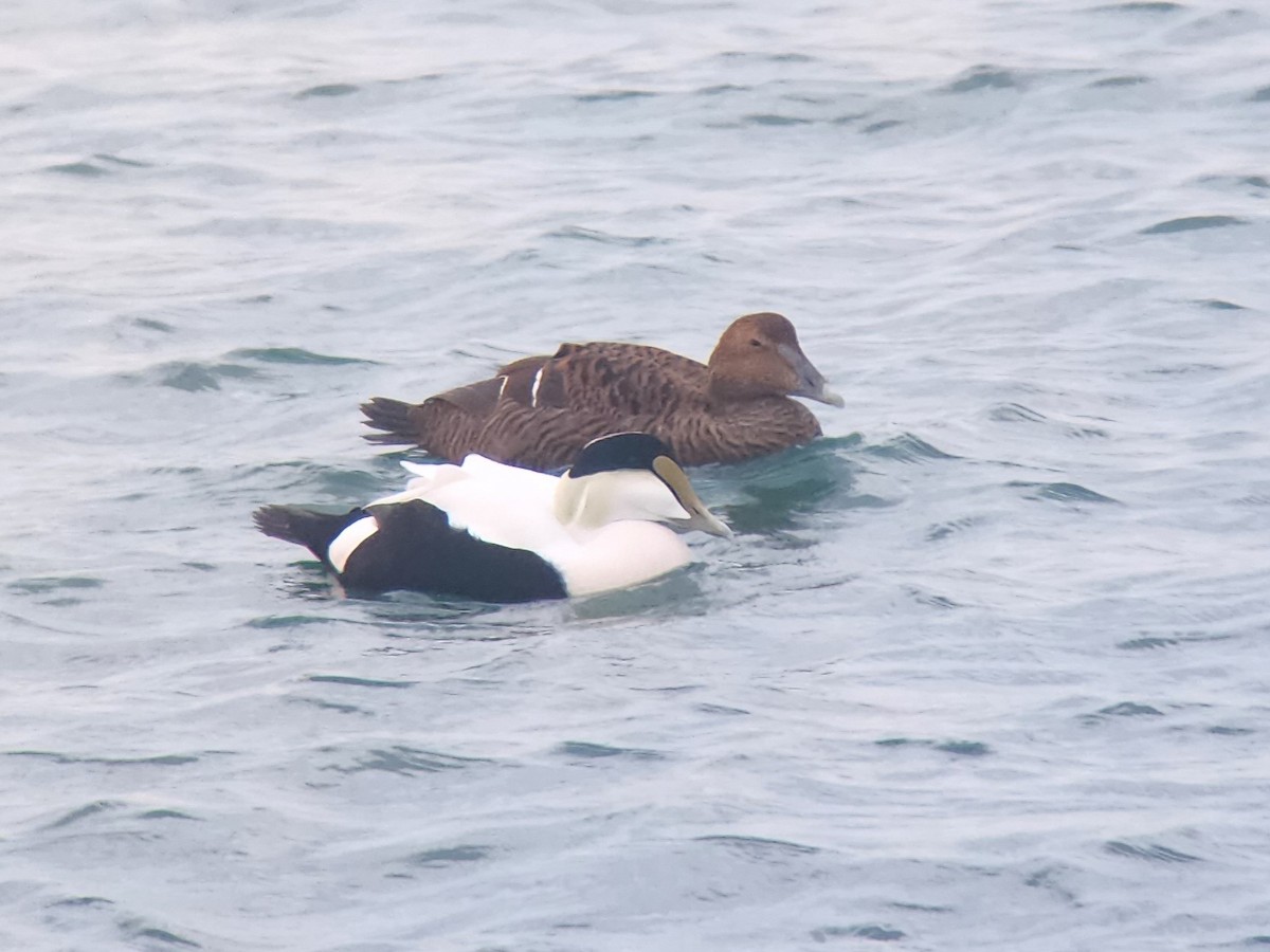 ホンケワタガモ - ML645606912