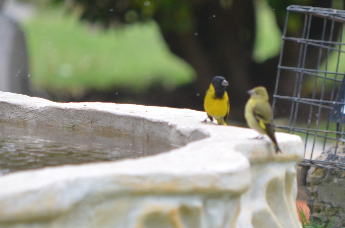 ズグロヒワ - ML645606916