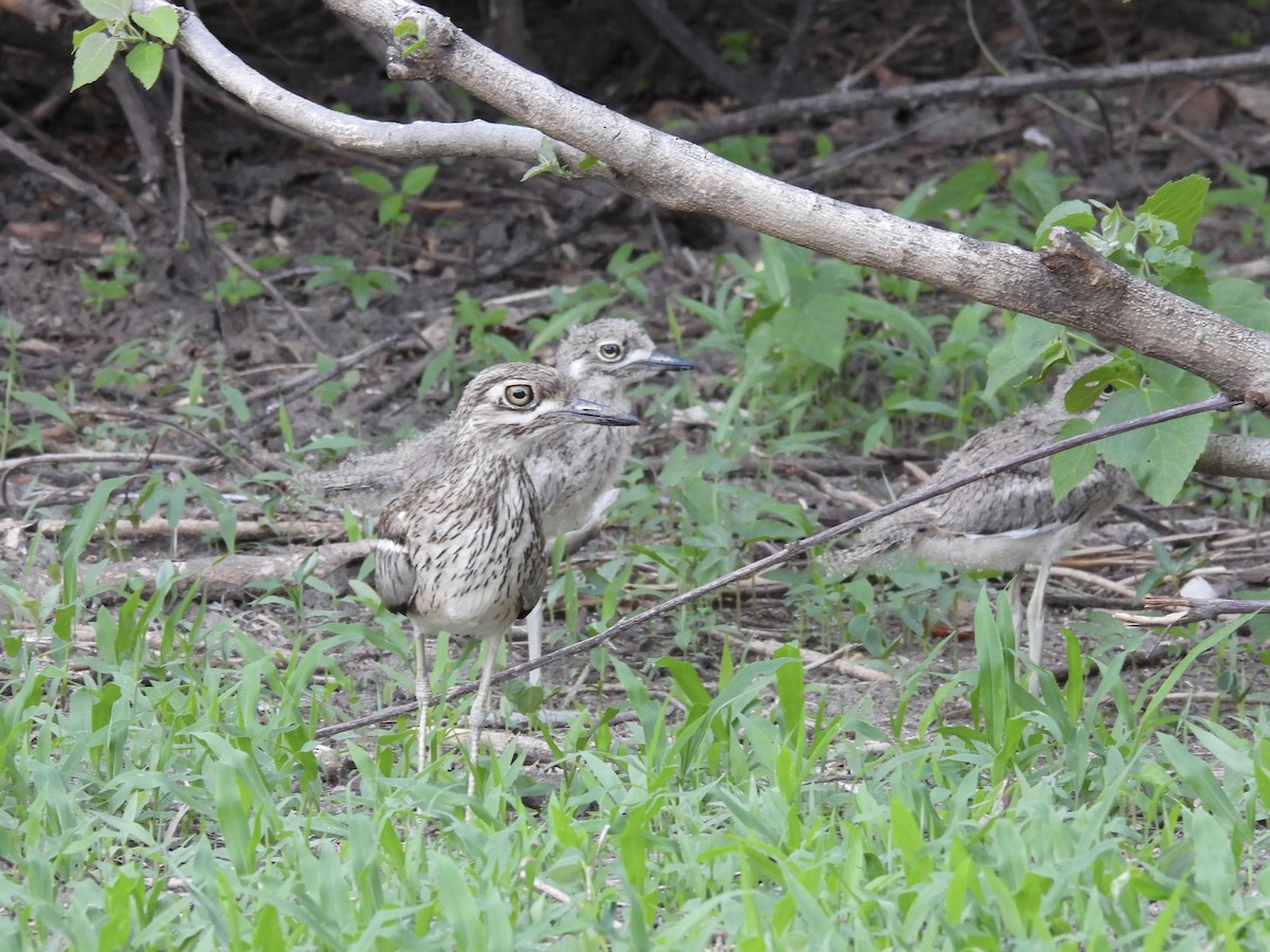 ミズベイシチドリ - ML645606917