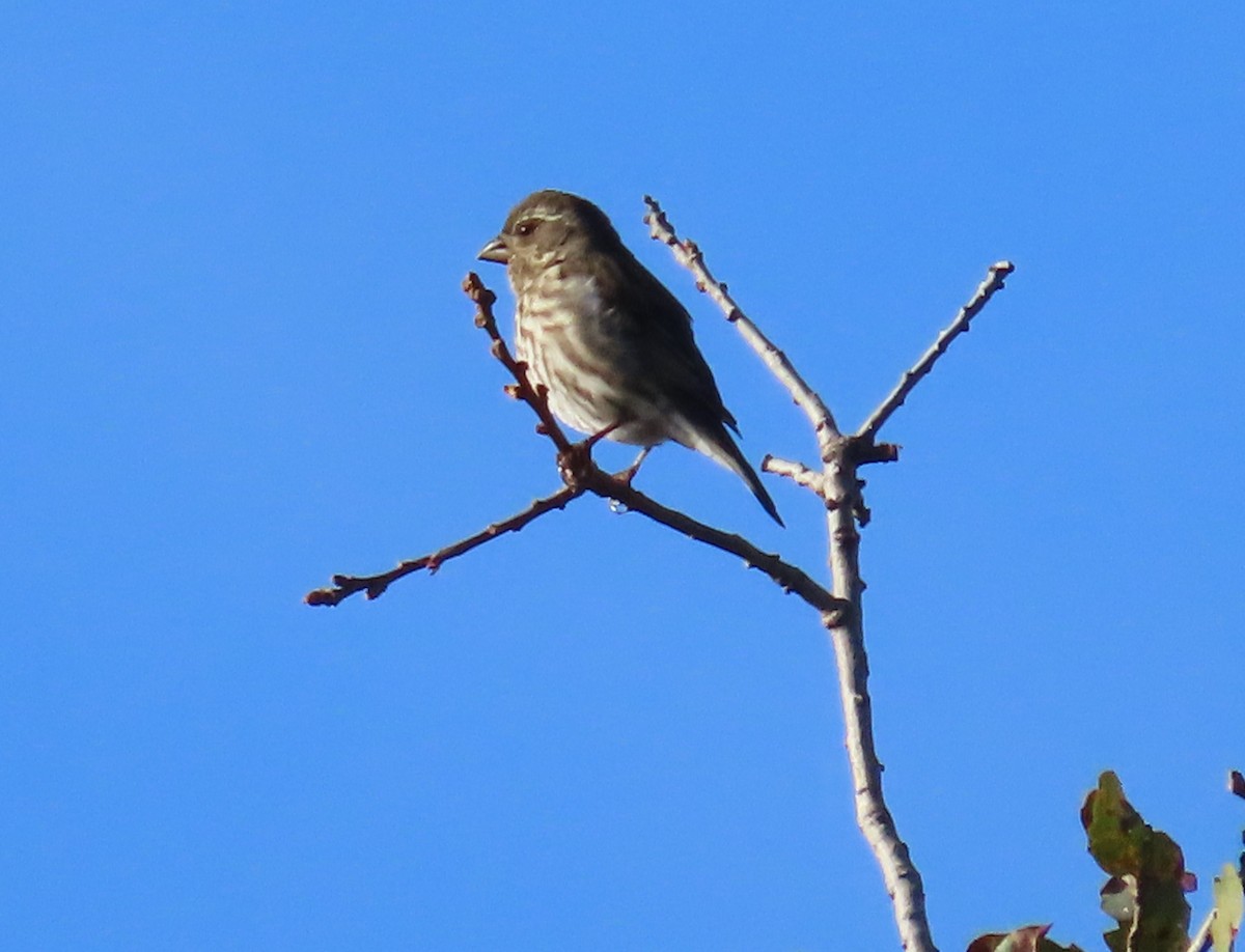 ムラサキマシコ - ML645606919