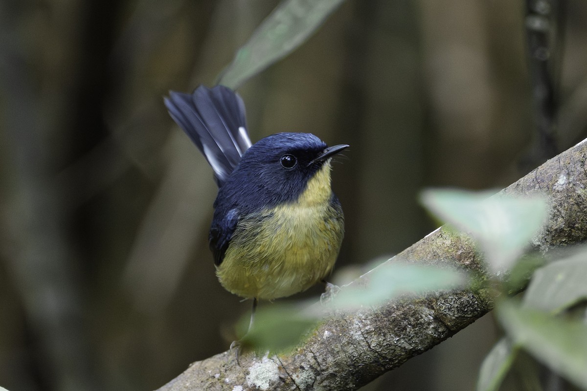 カオグロヒタキ - ML645606920