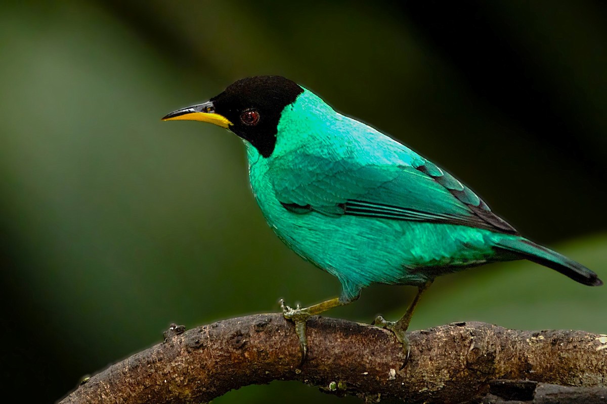 ズグロミツドリ - ML645606923