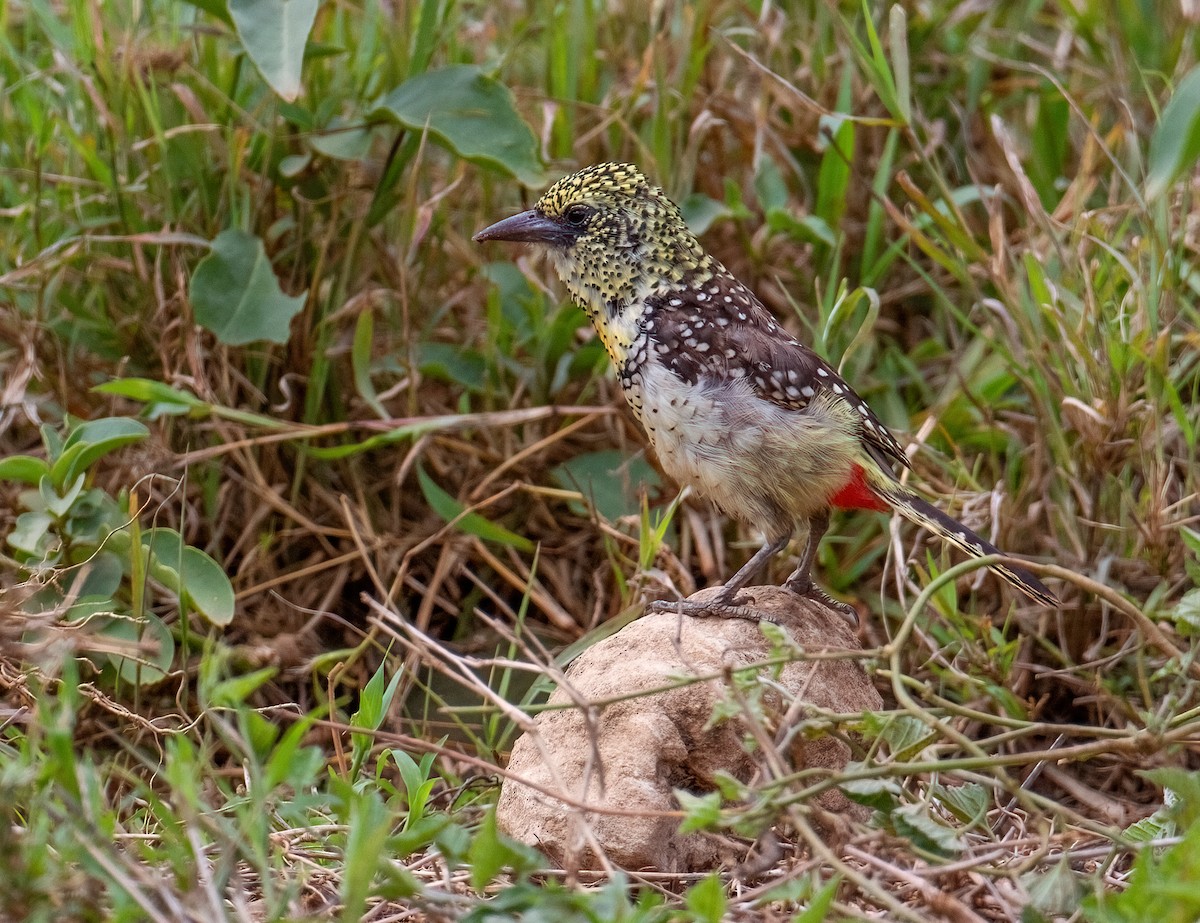 ゴマフオナガゴシキドリ（usambiro） - ML645606924