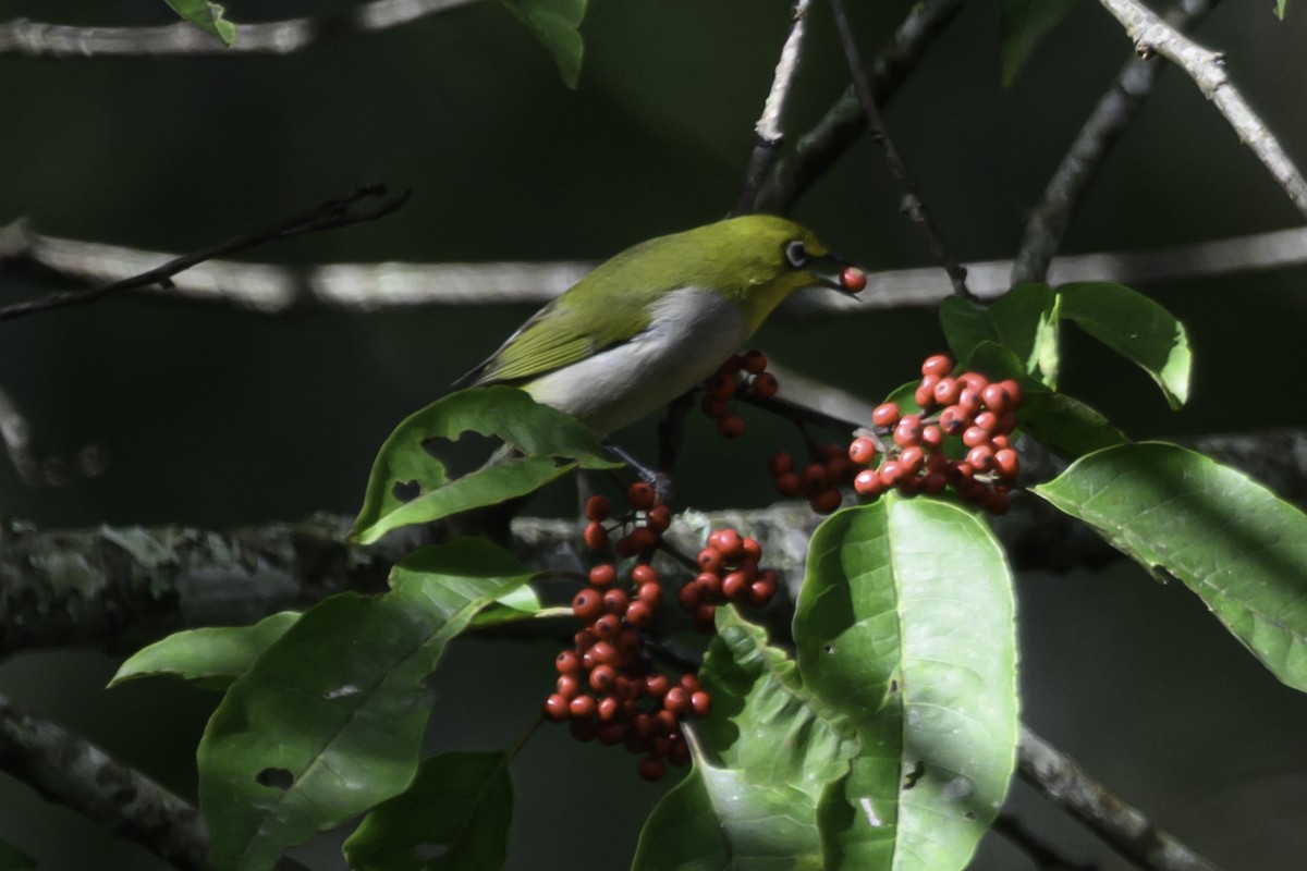 ミナミメジロ - ML645606927