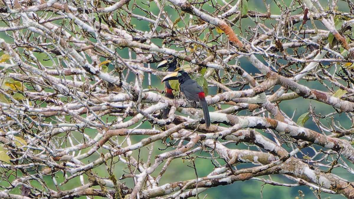 フタオビチュウハシ - ML645606928