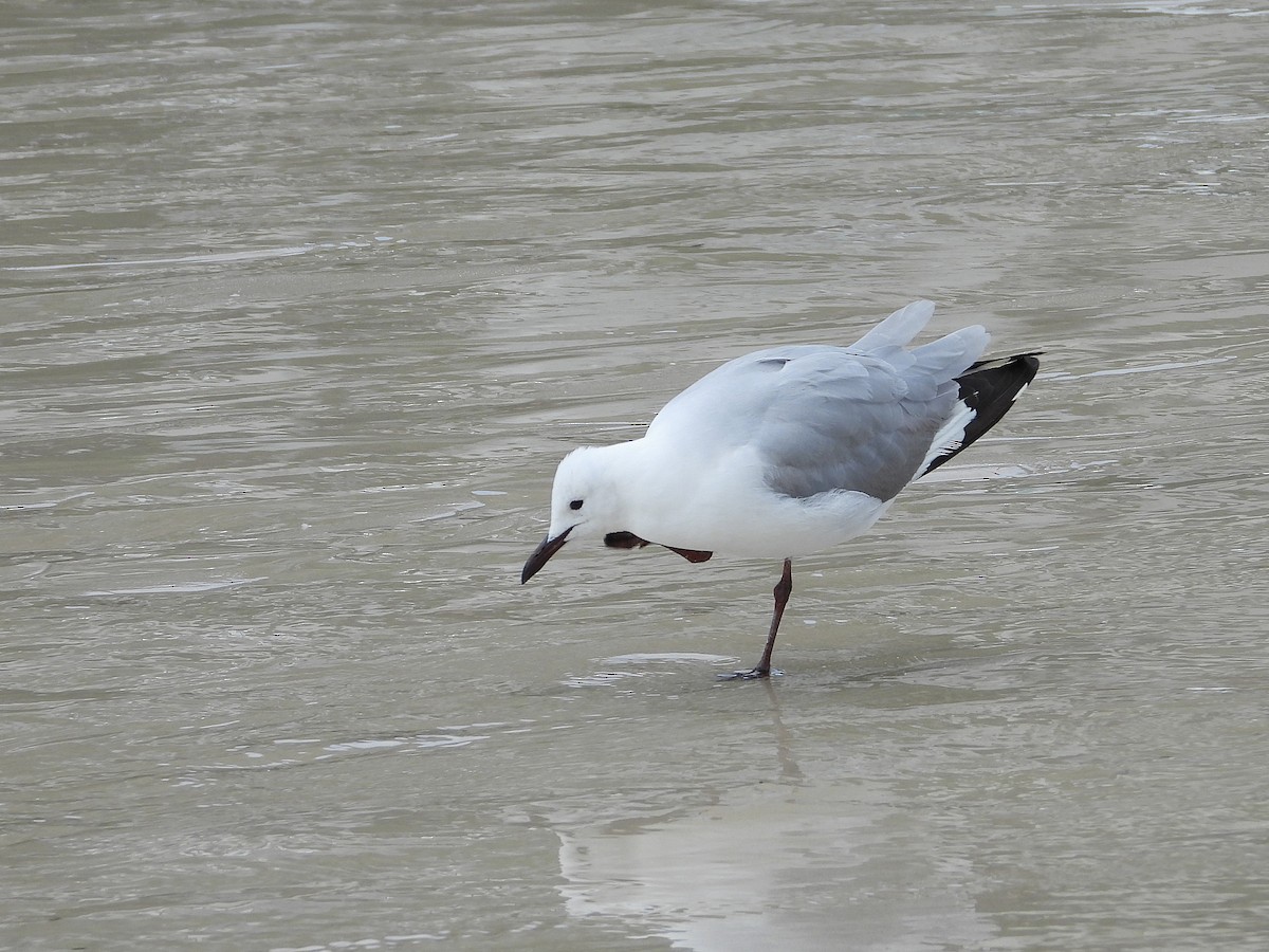 アフリカギンカモメ - ML645606929
