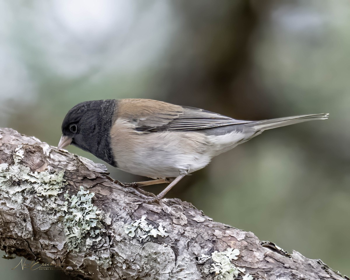 ユキヒメドリ - ML645606930