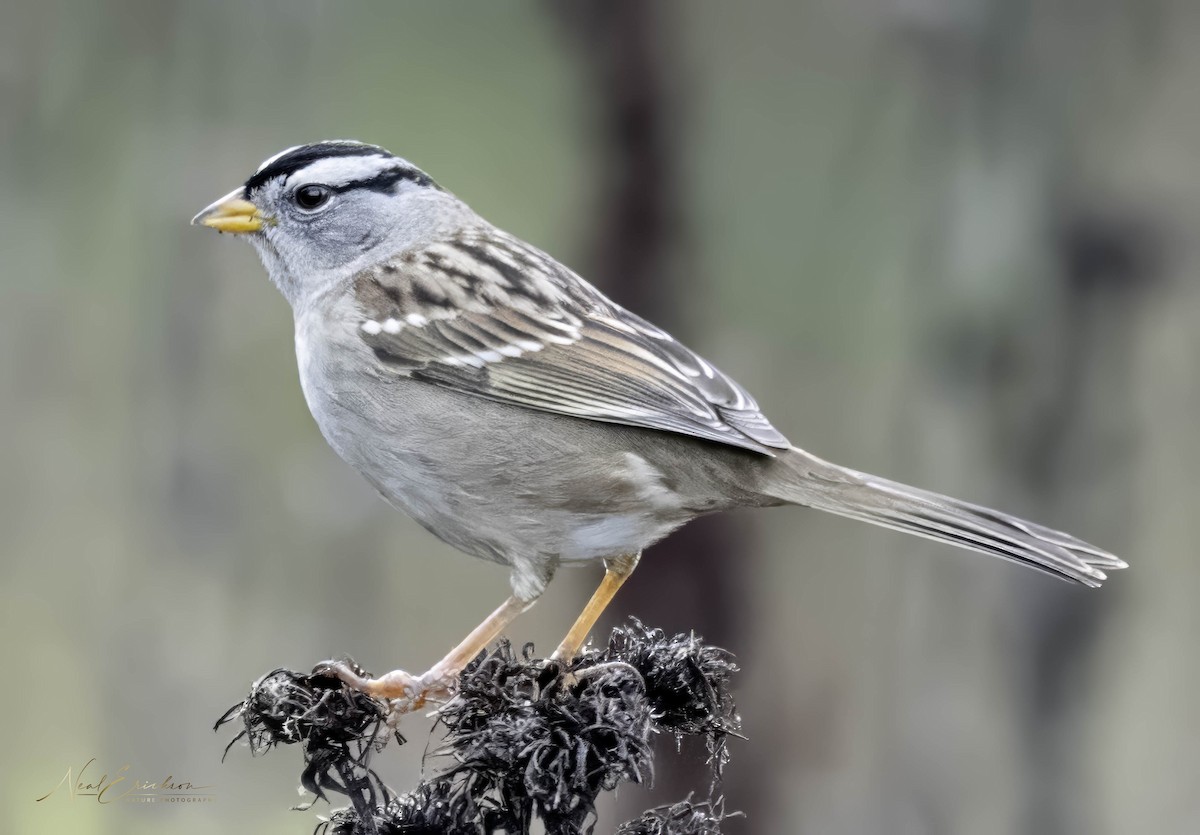 ミヤマシトド - ML645606931