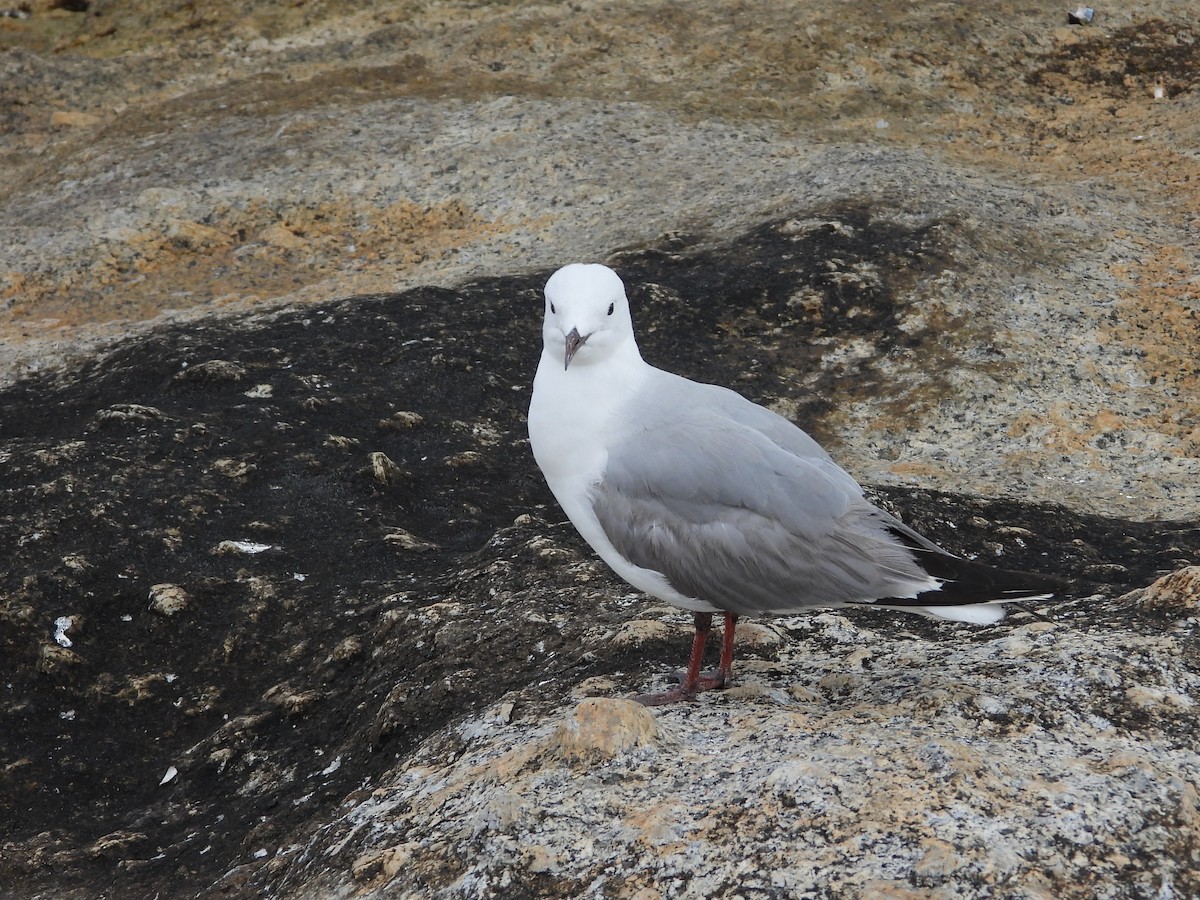 アフリカギンカモメ - ML645606932