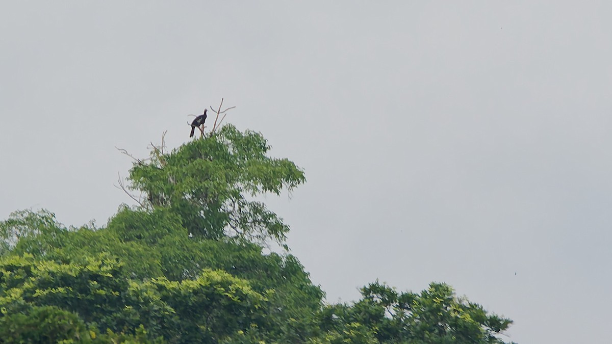 Blue-throated Piping-Guan - ML645606934
