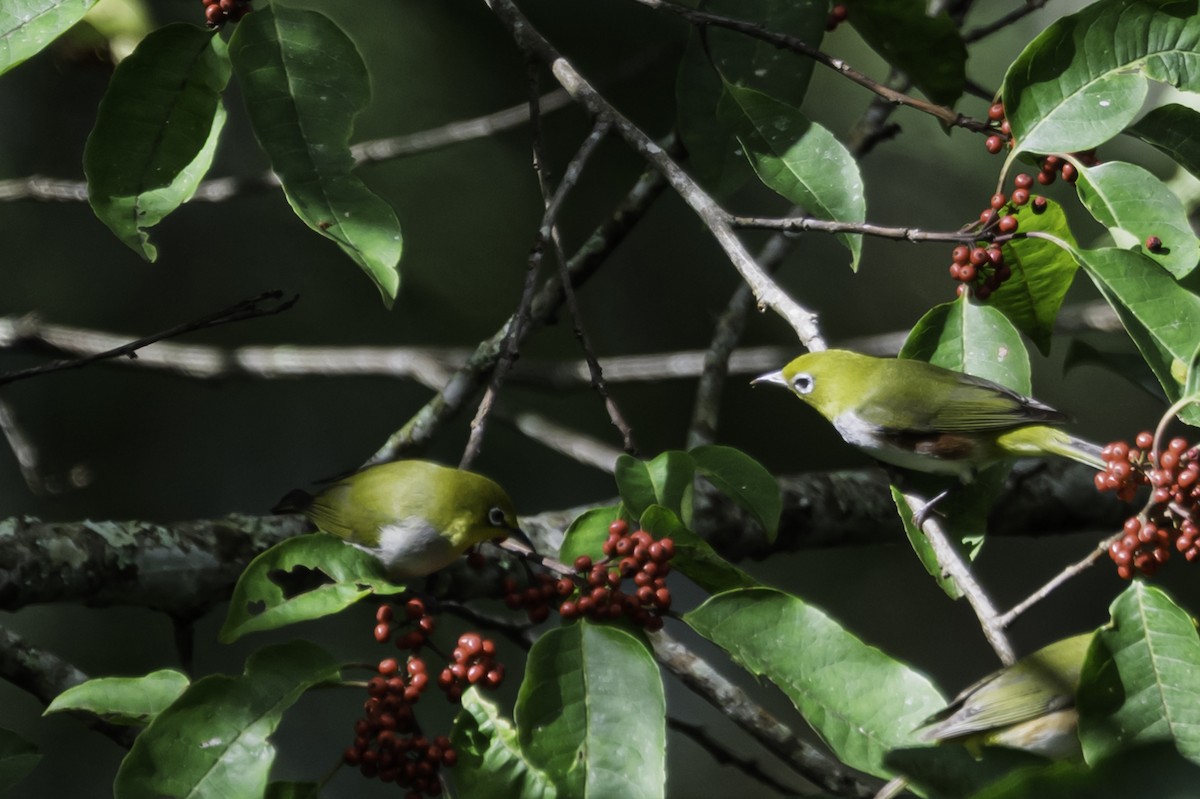 チョウセンメジロ - ML645606935