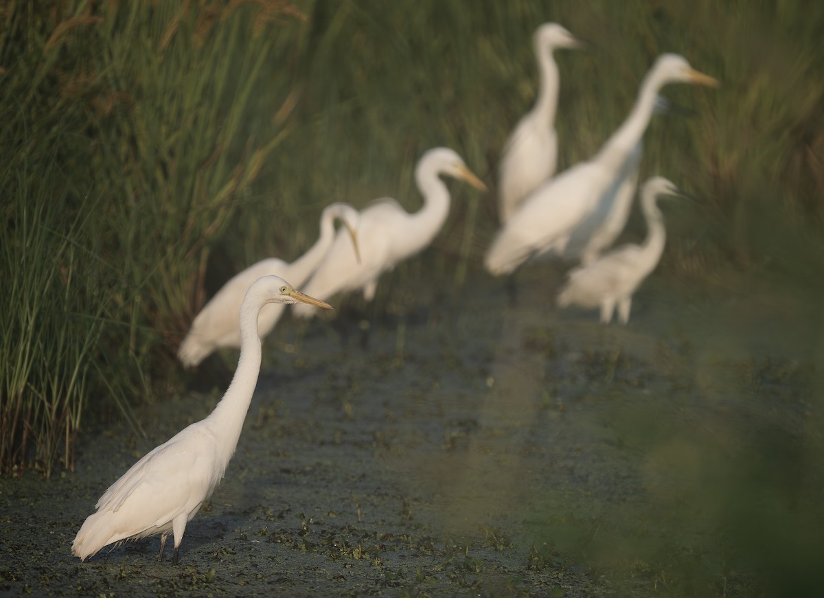 チュウサギ - ML645606936