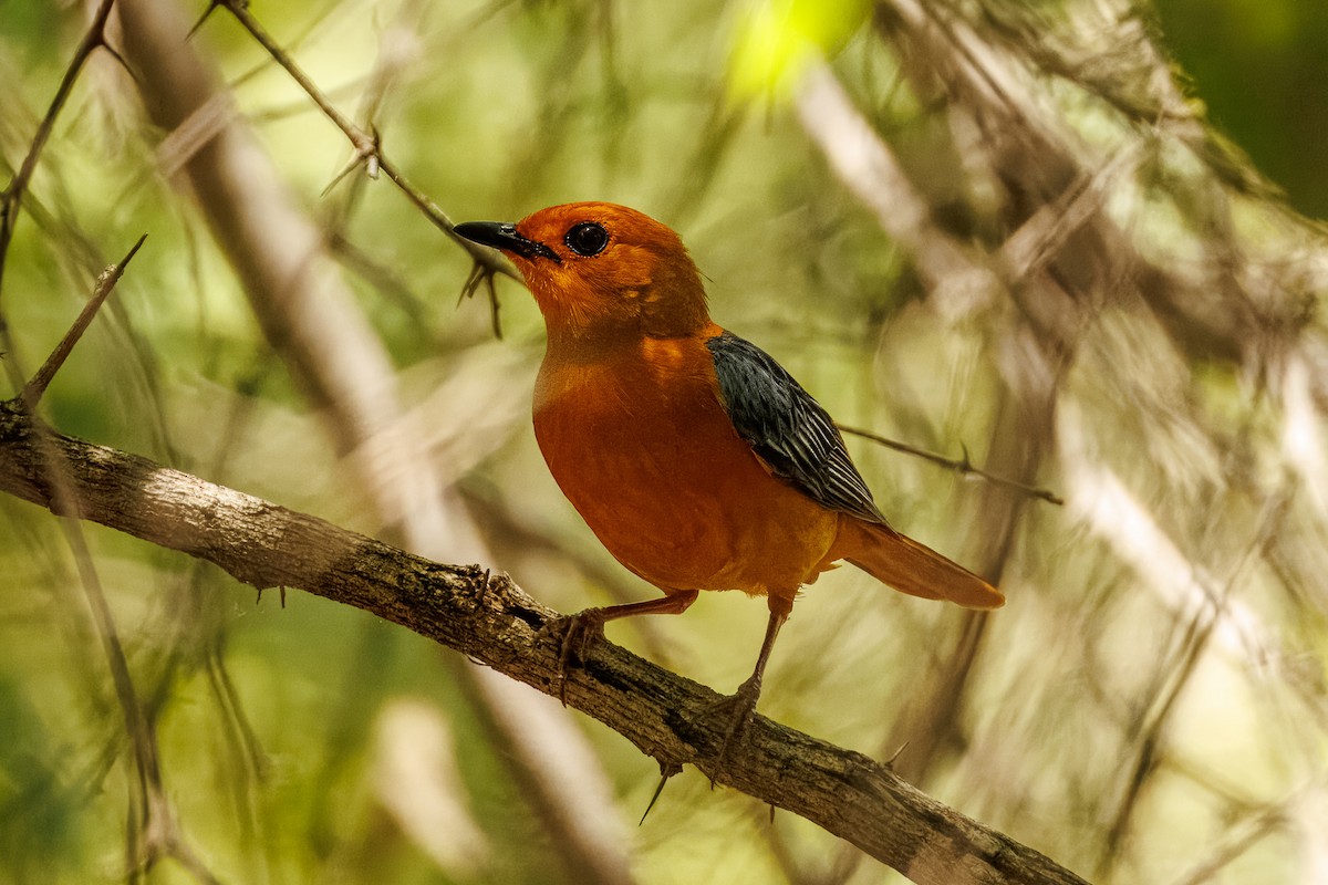 ズアカツグミヒタキ - ML645606937