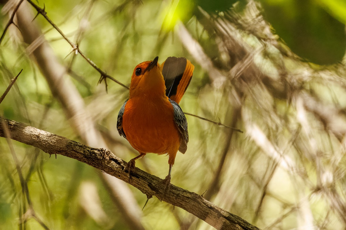 ズアカツグミヒタキ - ML645606938