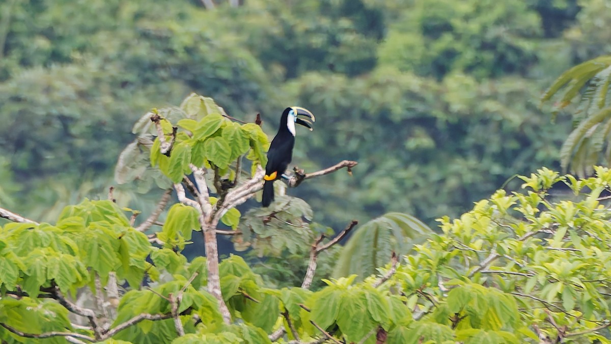 シロムネオオハシ - ML645606942