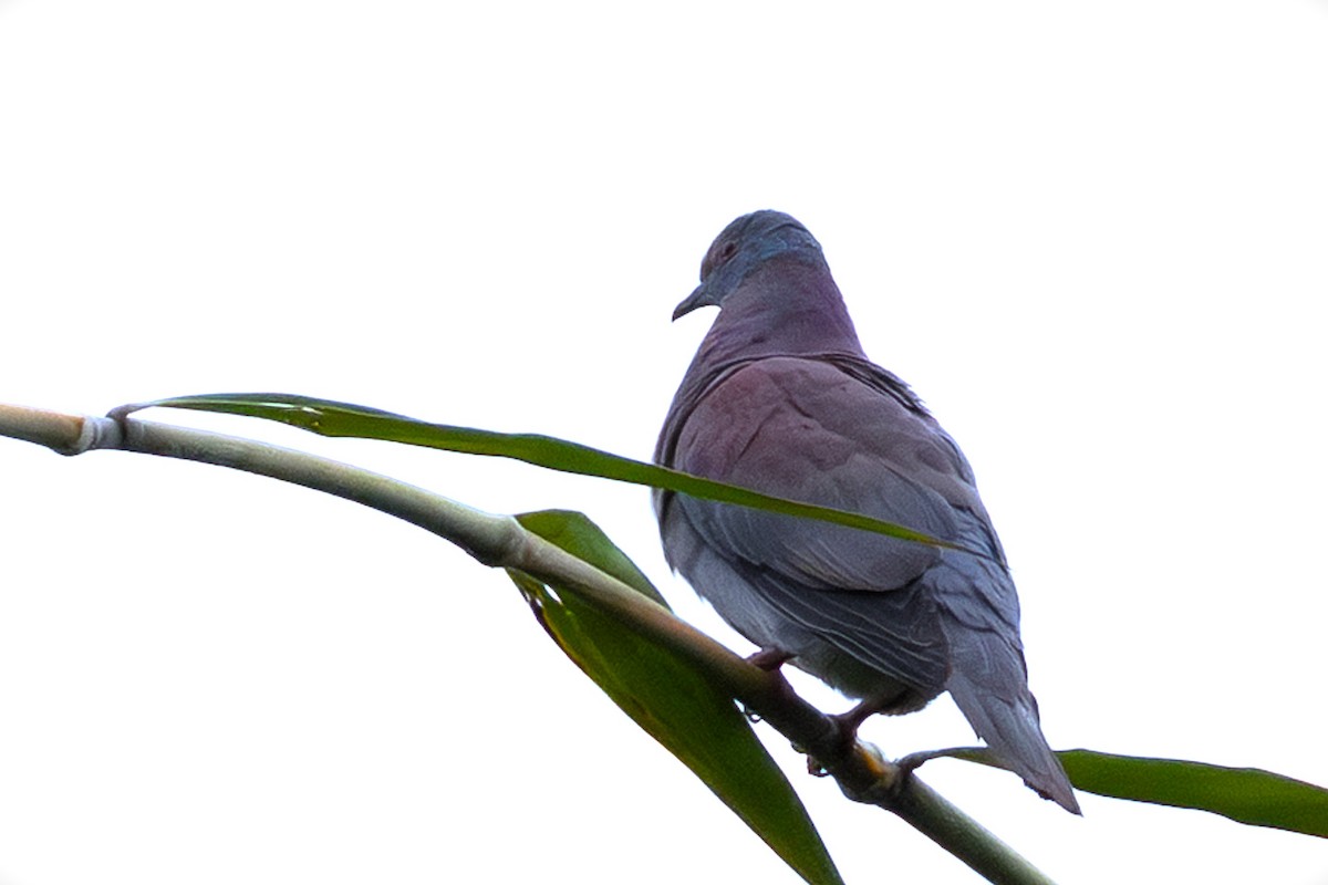 ムラサキバト - ML645606943