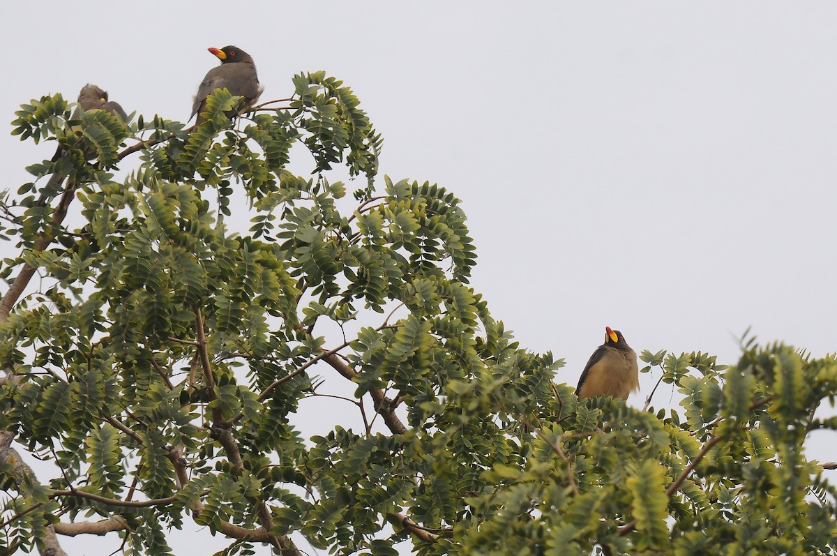 Yellow-billed Oxpecker - ML645606949
