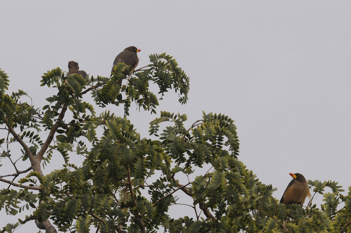 Yellow-billed Oxpecker - ML645606950