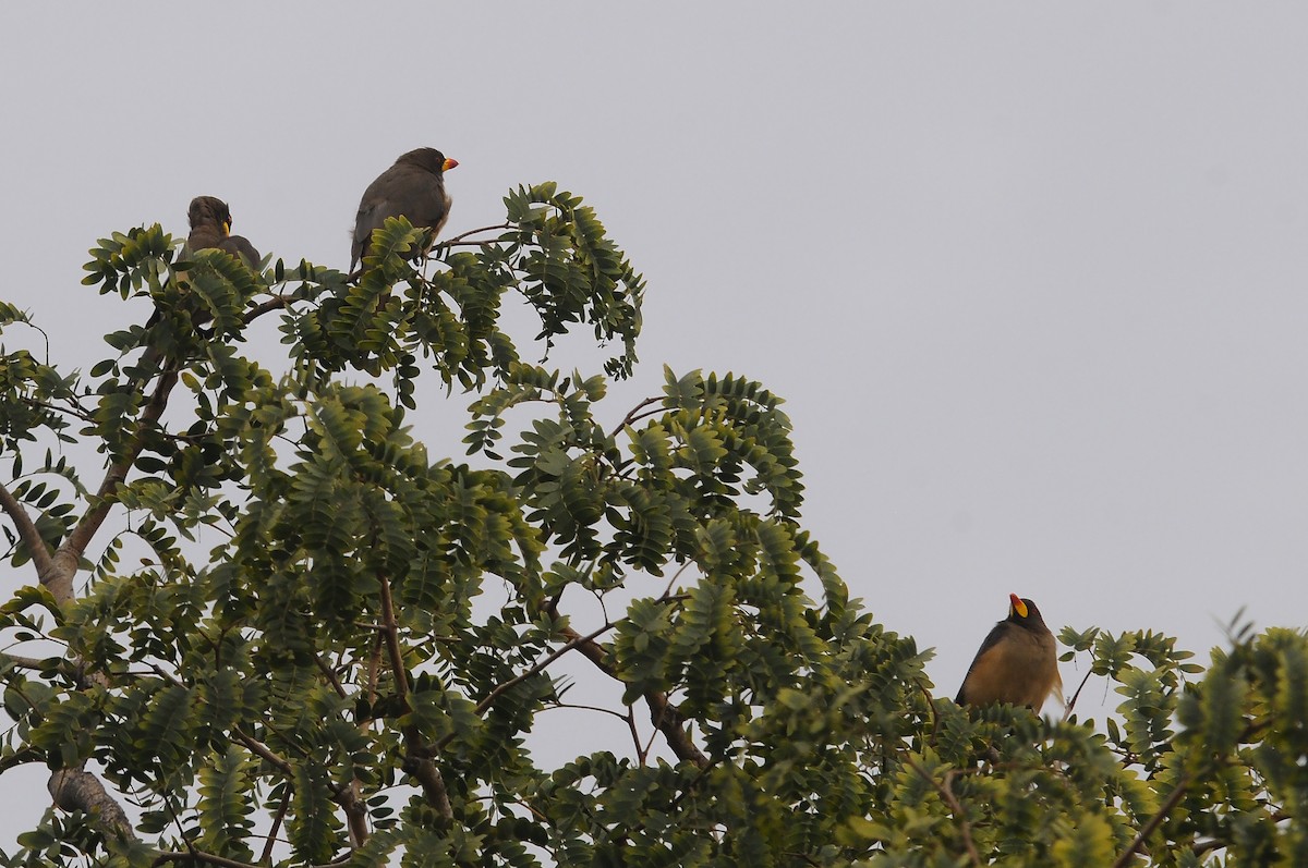 Yellow-billed Oxpecker - ML645606951