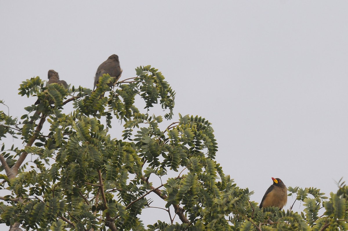 Yellow-billed Oxpecker - ML645606952