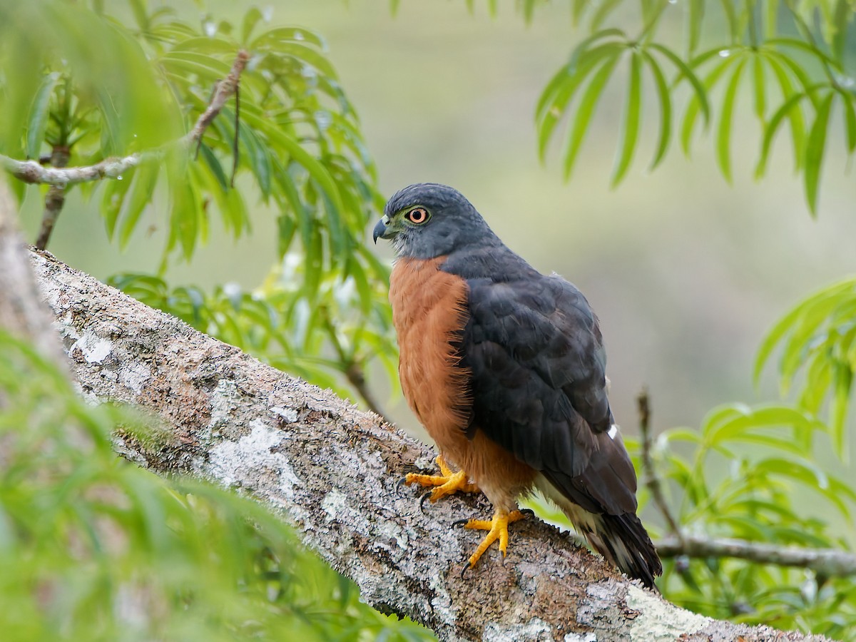 Double-toothed Kite - ML645606954