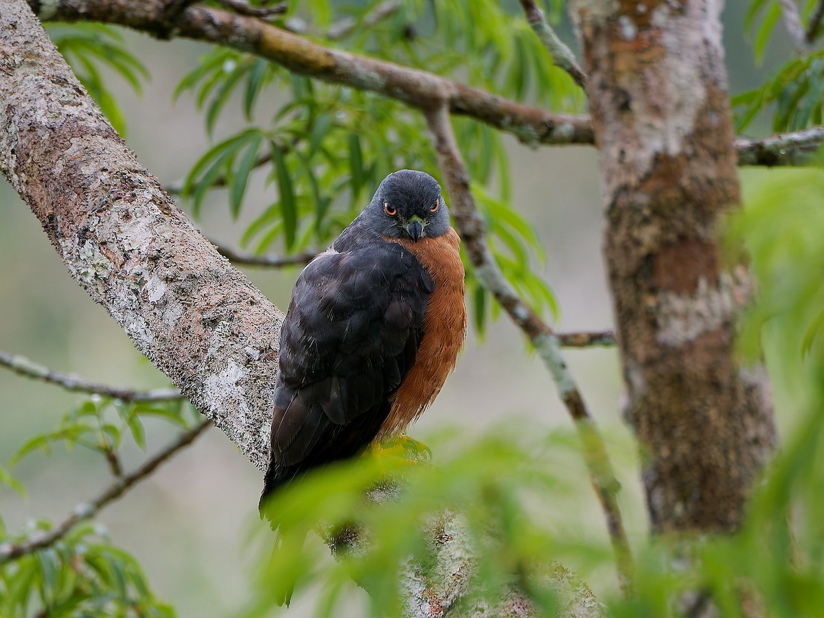 Double-toothed Kite - ML645606955