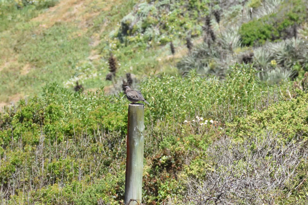 Eared Dove - ML645606968