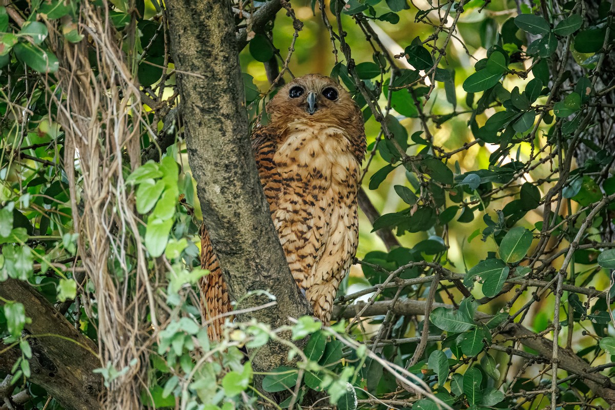 Pel's Fishing-Owl - ML645606973